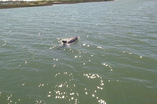 dolphin tour with Florida Water Tours in St. Audustine, FL