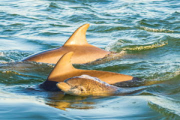 mom and baby dolphin swimming in the water