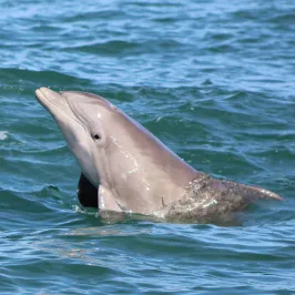 dolphin swimming out of water