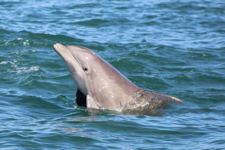dolphin swimming out of water