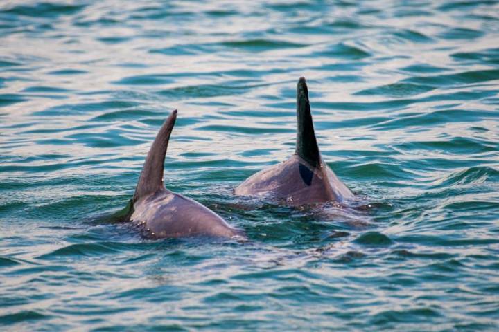 dolphin tour with Florida Water Tours in St. Audustine, FL