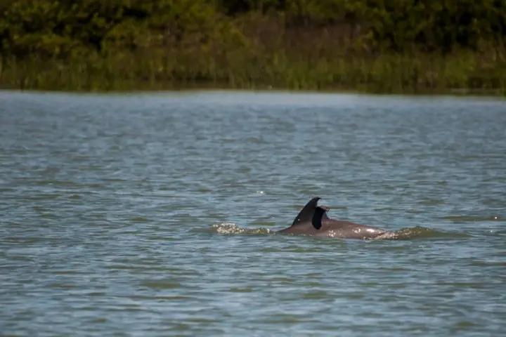 dolphin tour with Florida Water Tours in St. Audustine, FL