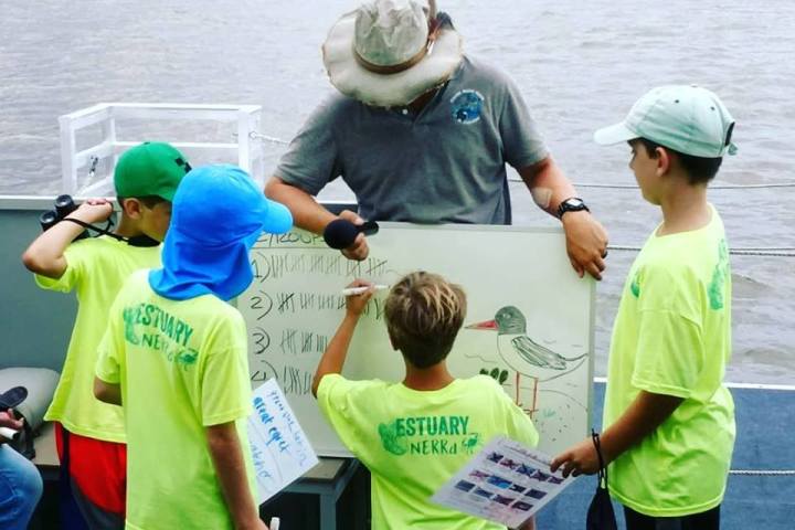 Dolphin Tour St. Augustine