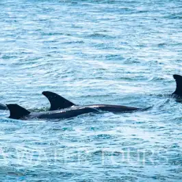 a bird swimming in water next to the ocean