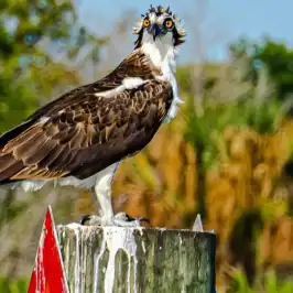 a bird that is standing in the grass