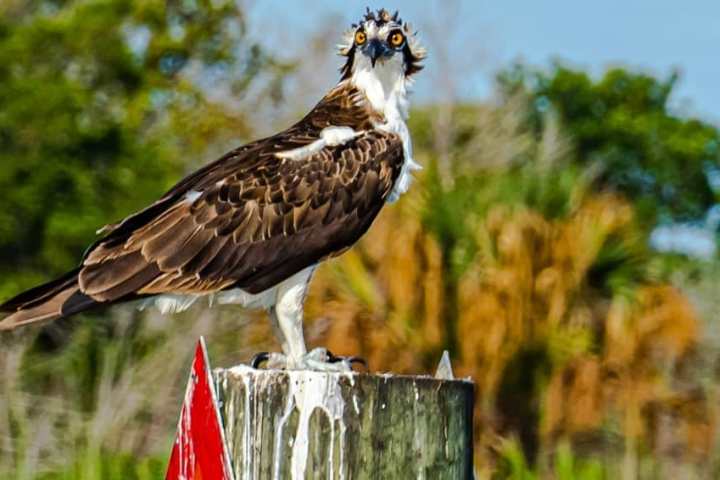 a bird that is standing in the grass