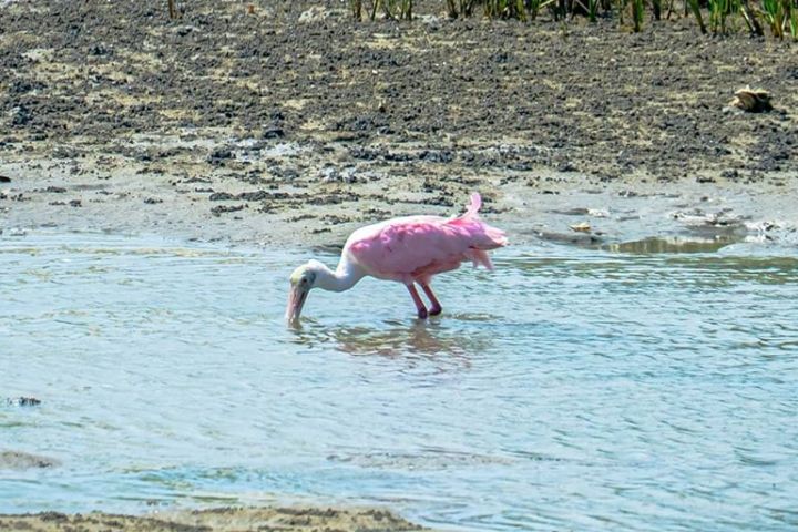 a bird standing on a beach