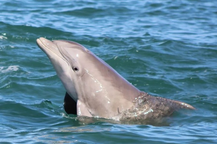 an animal swimming in the water