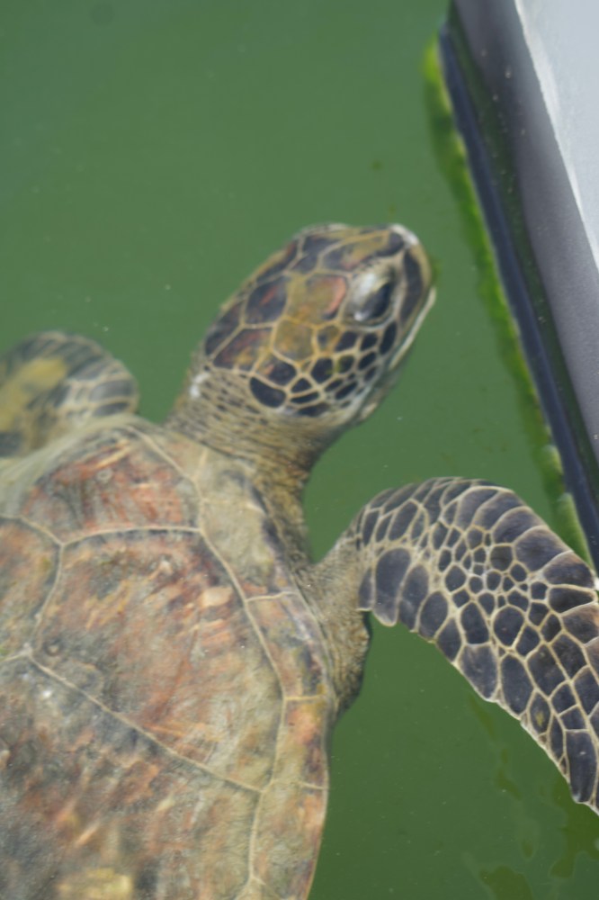 a turtle swimming under water