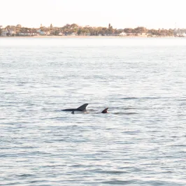 a flock of seagulls are swimming in a body of water
