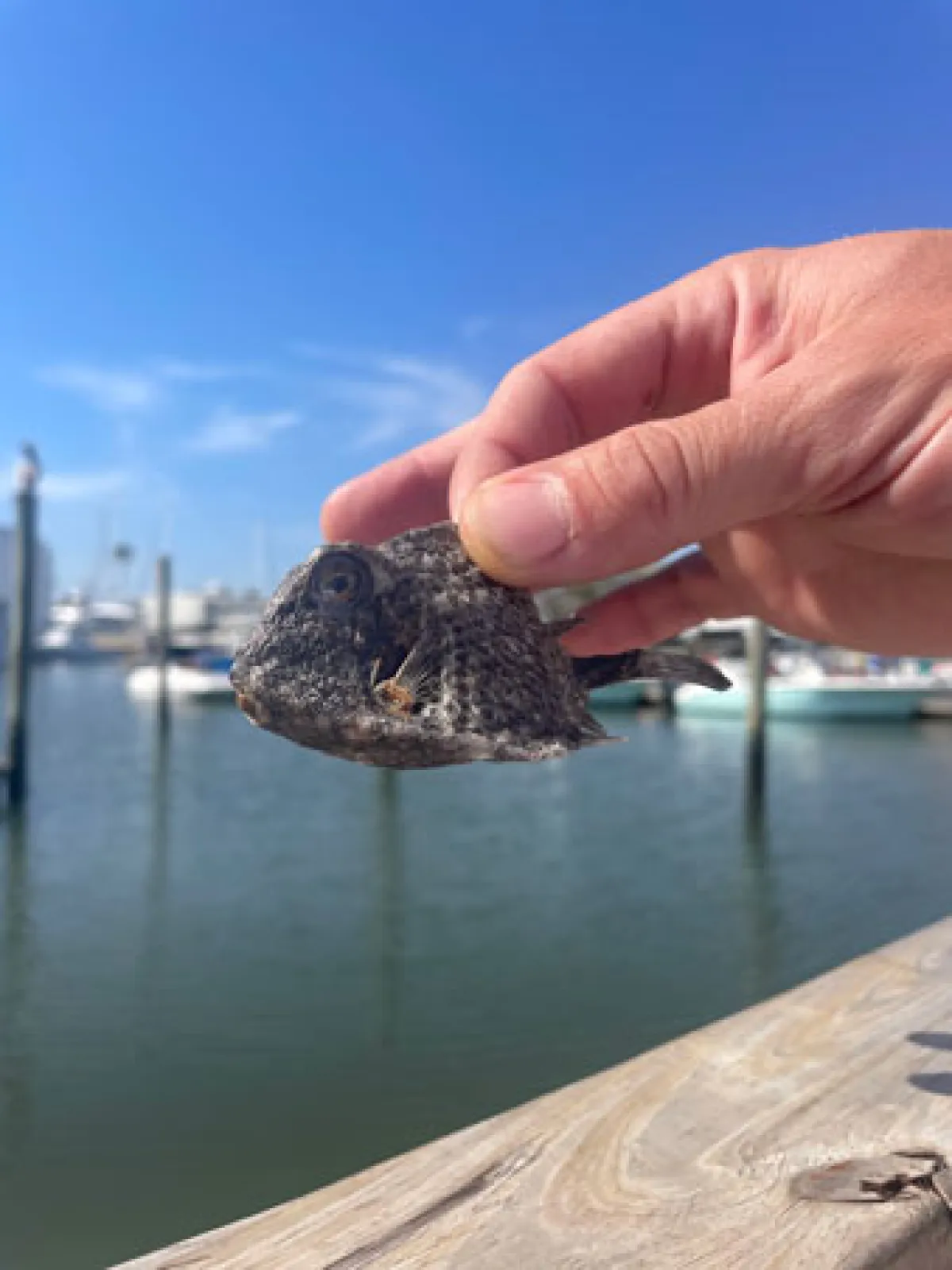 a close up of a reptile