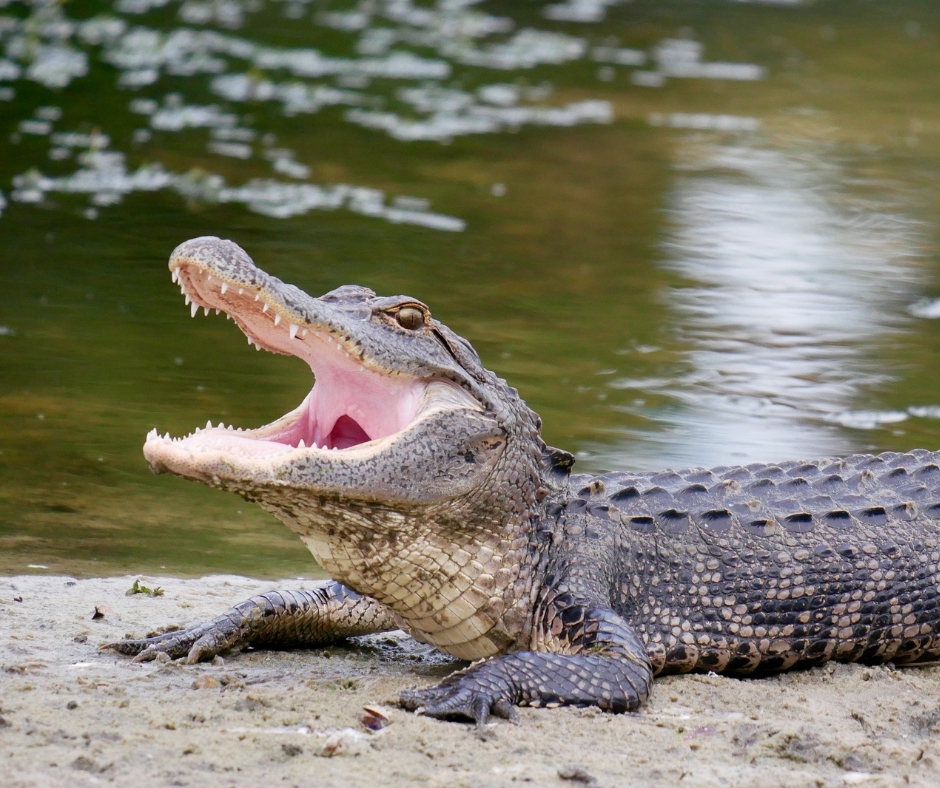 Alligator with open mouth lying on riverbank, water in background.