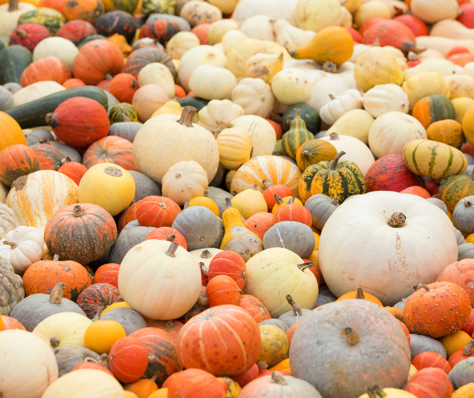 Pumpkins A variety of colorful pumpkins and gourds piled together.