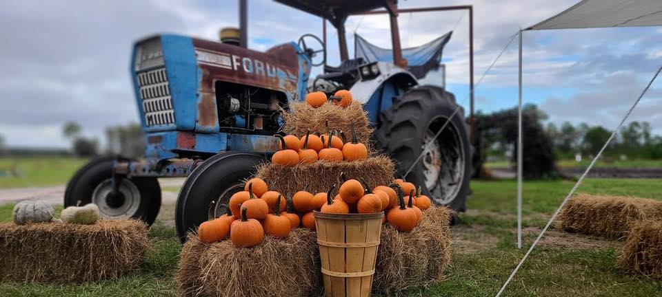 Vintage tractor beside hay bales stacked with pumpkins in an outdoor setting.