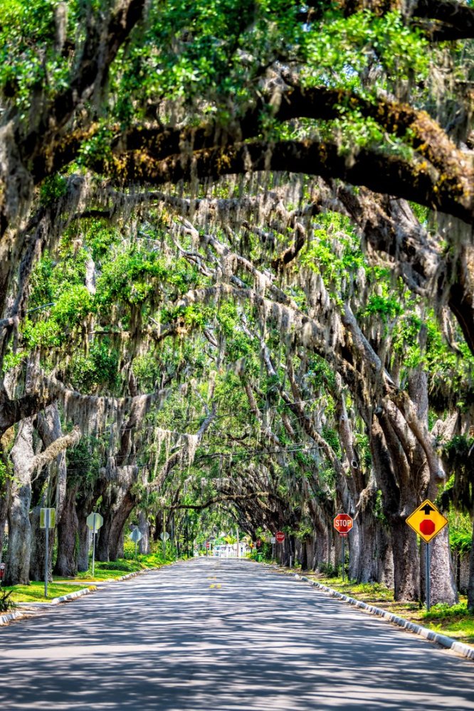 Tree-lined road with hanging Spanish moss, stop signs, and directional sign.
