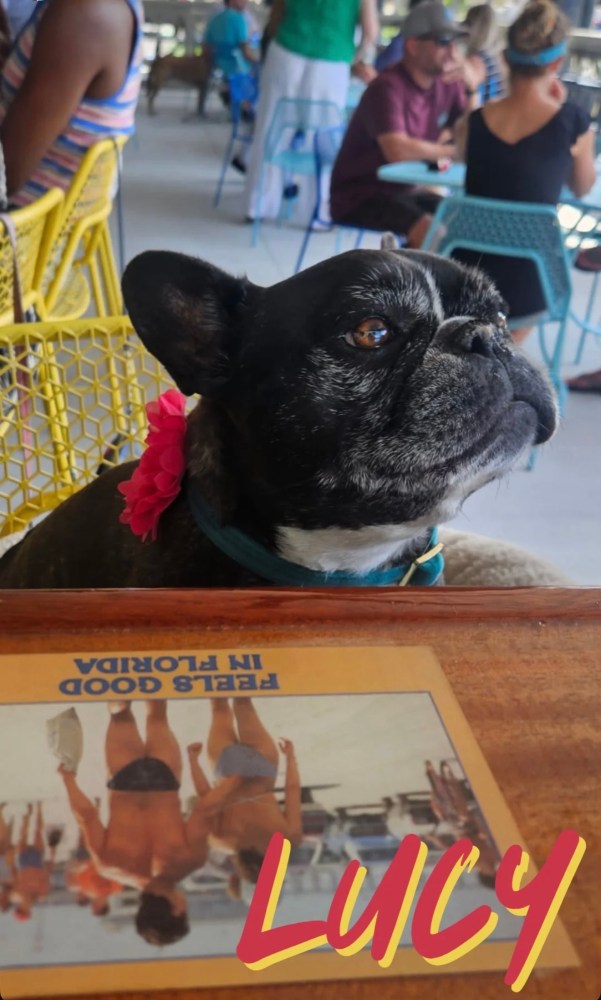 French bulldog with pink flower collar sitting at a table in a busy outdoor cafe.
