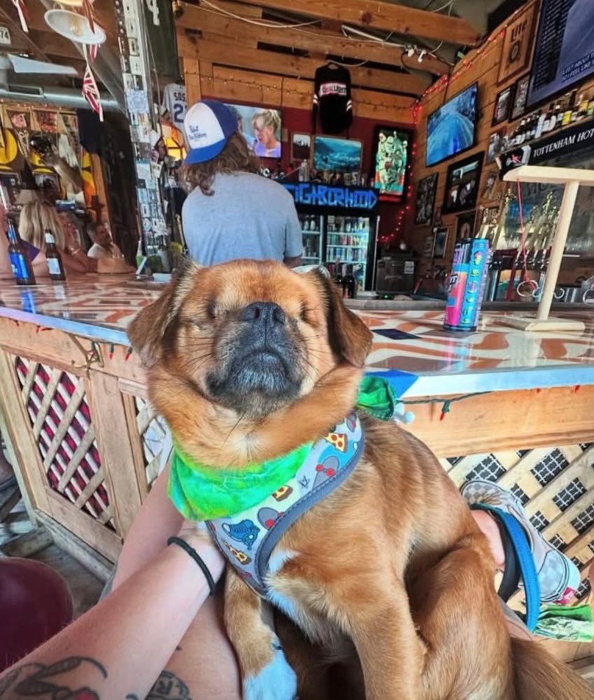 Brown dog with closed eyes sitting on a lap in a bar with colorful decor.
