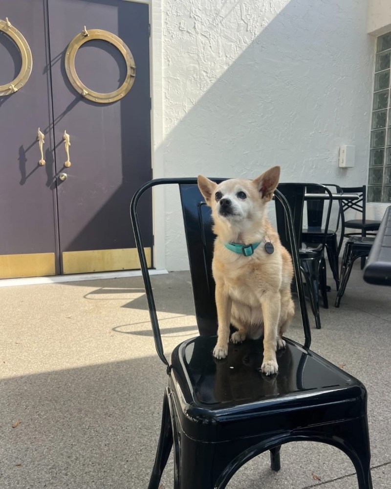 Small dog sitting on a black chair outside a building with purple doors.
