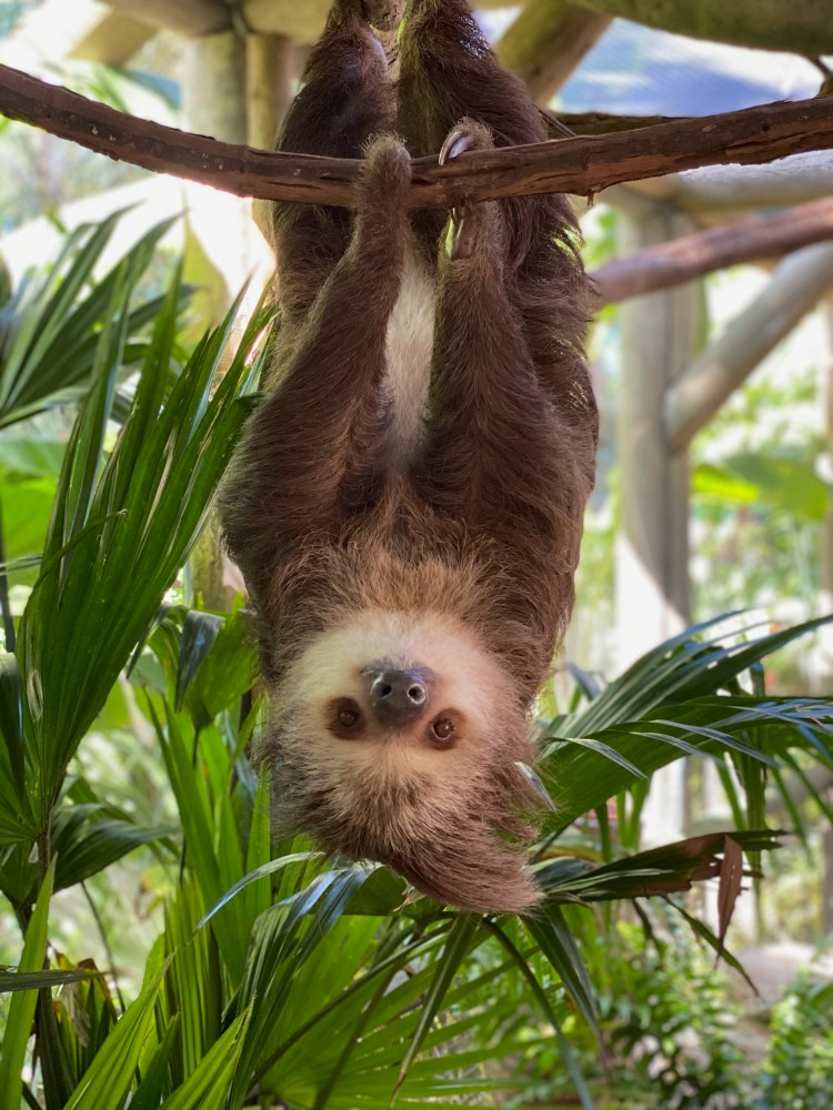 Sloth hanging upside down from a branch with green foliage background.