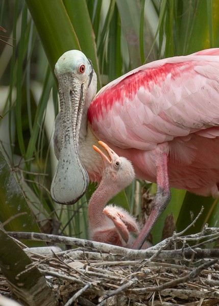 Pink spoonbill bird with chick in a nest surrounded by green plants.