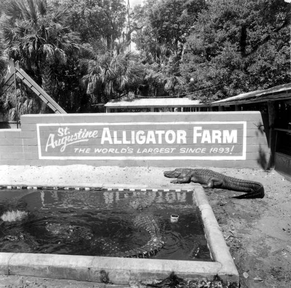 Alligators near a pond at the St. Augustine Alligator Farm, with a sign in the background.