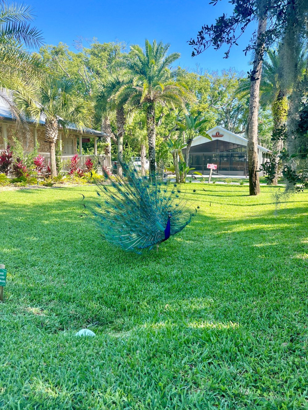 Peacock displaying feathers on green grass with palm trees and building in background.