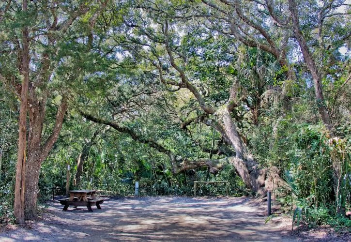 Shaded picnic area under large, leafy trees with a dirt path.