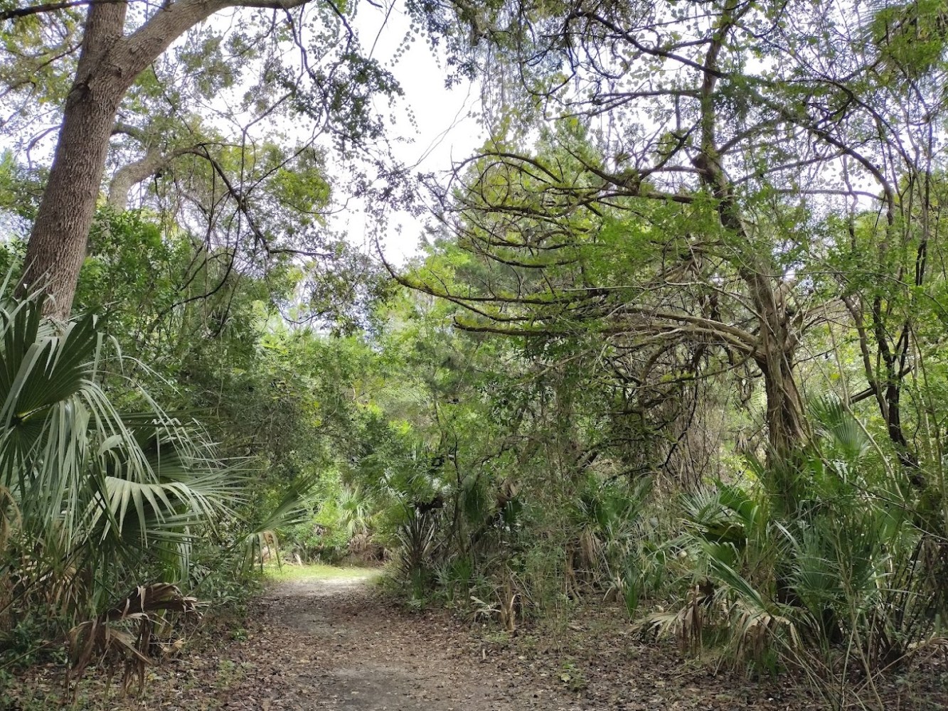 Dirt path through dense forest with lush greenery and overhanging branches.