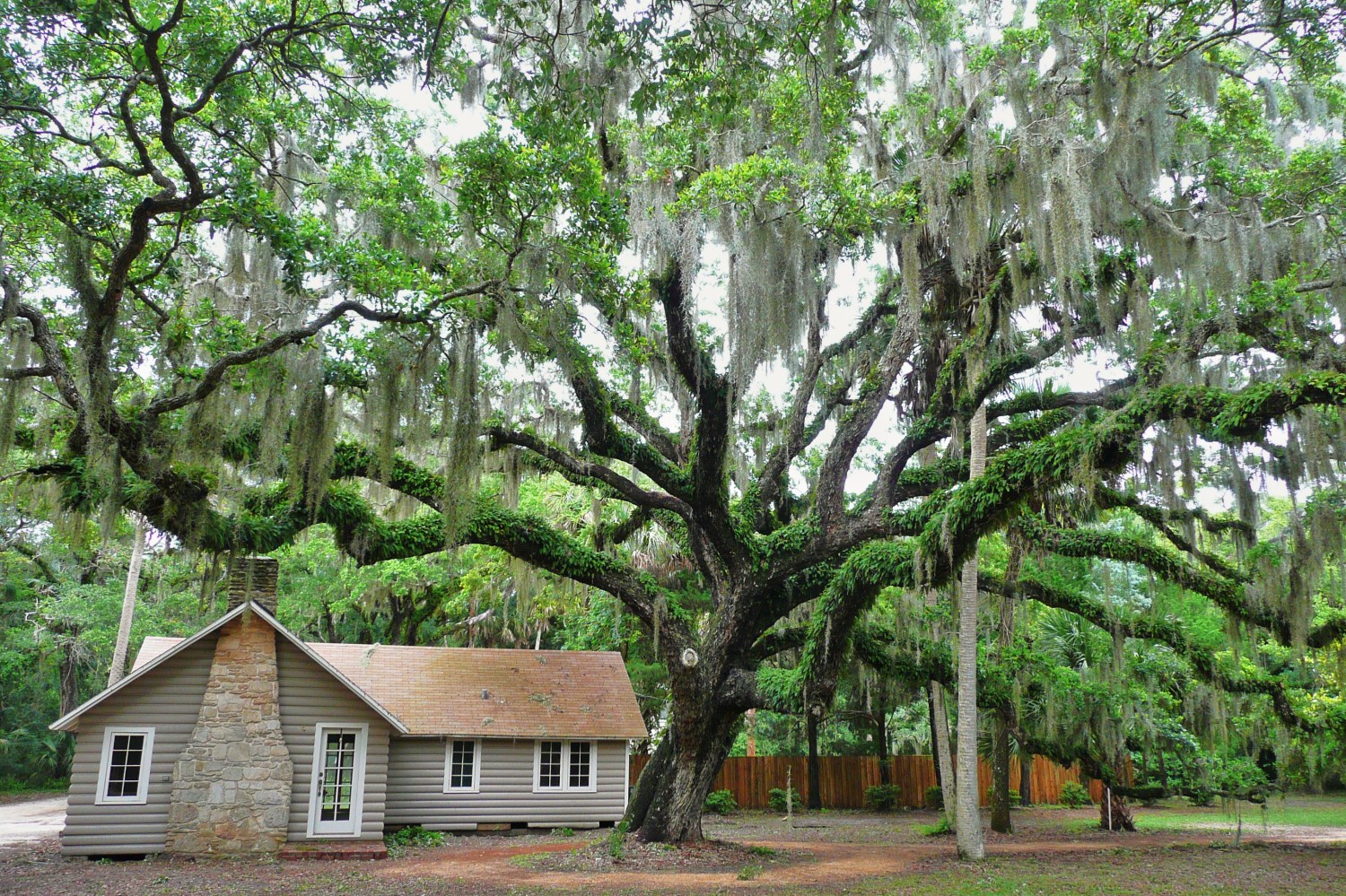 House under large oak tree draped in Spanish moss, surrounded by greenery.