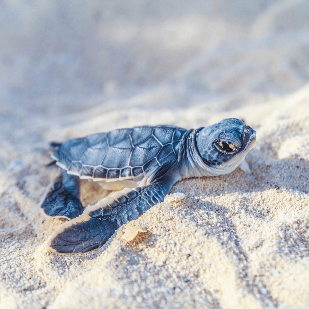 Baby turtle on sandy beach under sunlight.