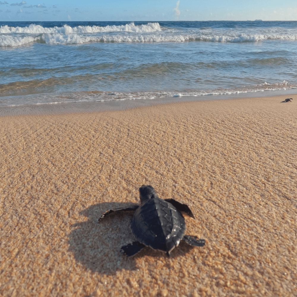 A baby turtle on a sandy beach heading towards the ocean.