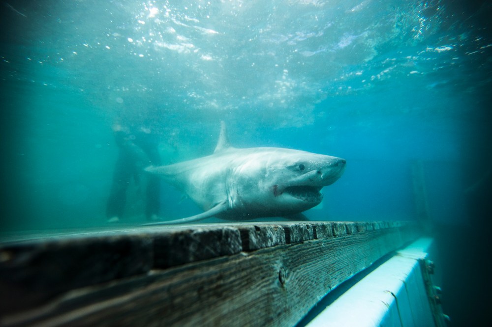 Great white shark near water surface next to a wooden structure.