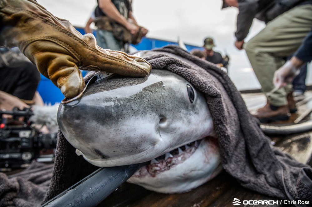 Shark being measured with tape, covered in towel, researchers nearby.