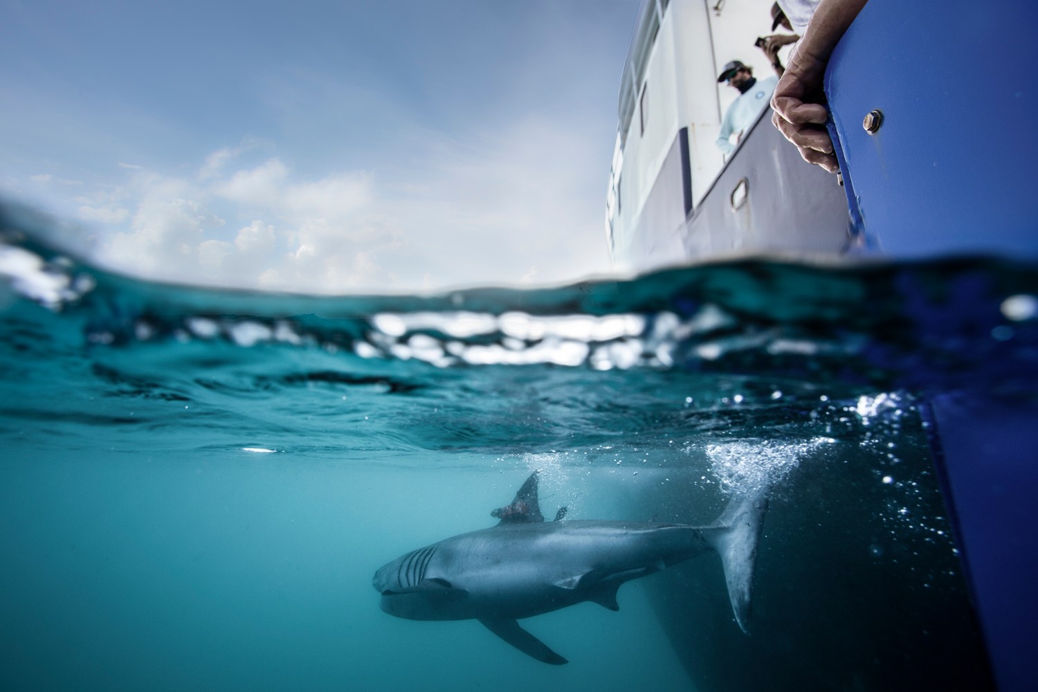 Shark swimming near boat's side with people observing above water.
