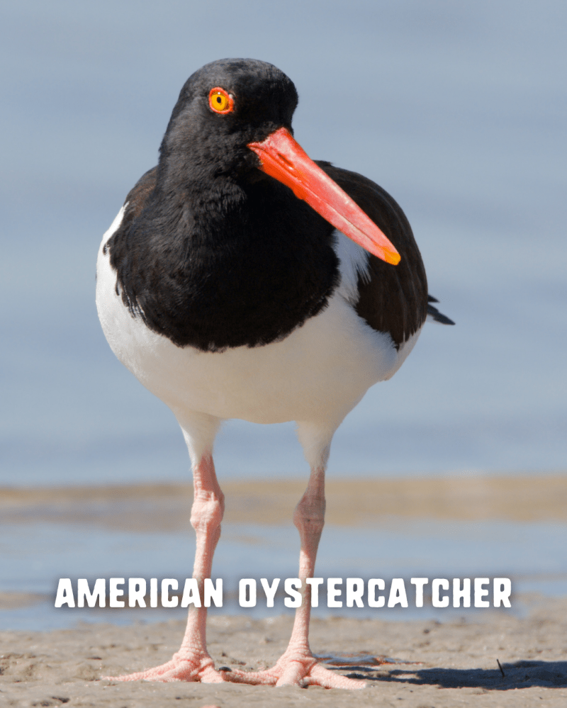 American Oystercatcher with black and white plumage and orange beak on beach.