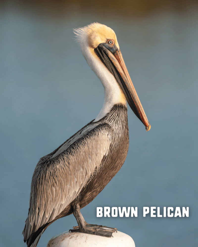 Brown pelican perched with a blue sky background.