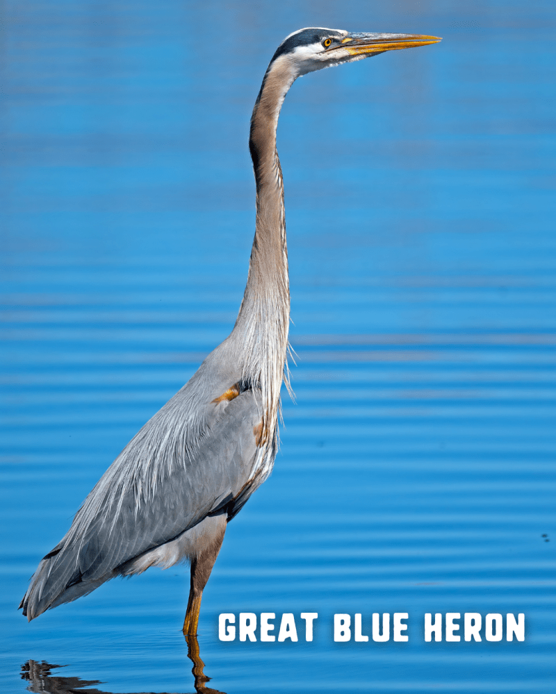 Great Blue Heron standing in water against a blue background.