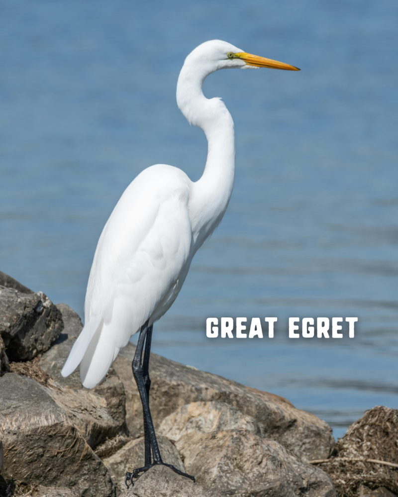 Great egret standing on rocks by the water.