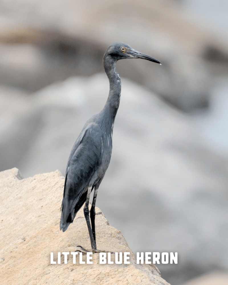 Little blue heron standing on rocks with blurred background.
