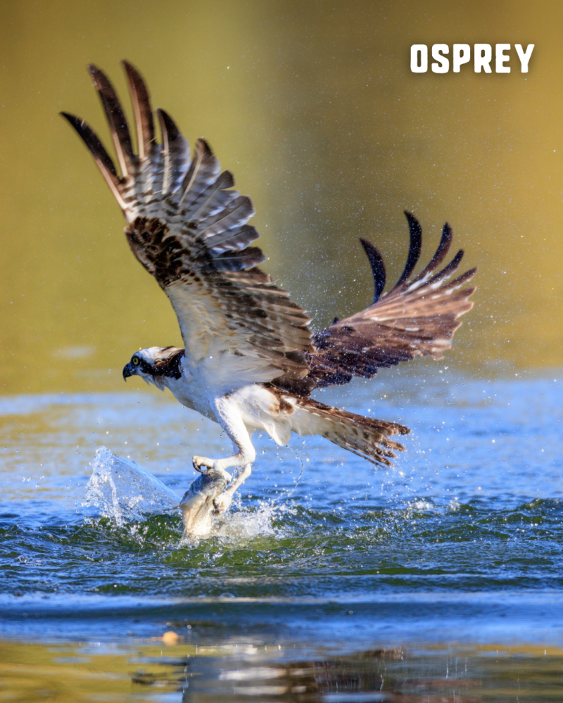 Osprey catching a fish in its talons above water surface.