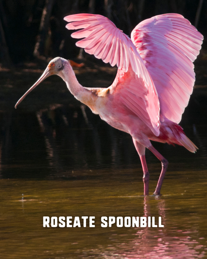 Pink roseate spoonbill standing in water with wings spread.