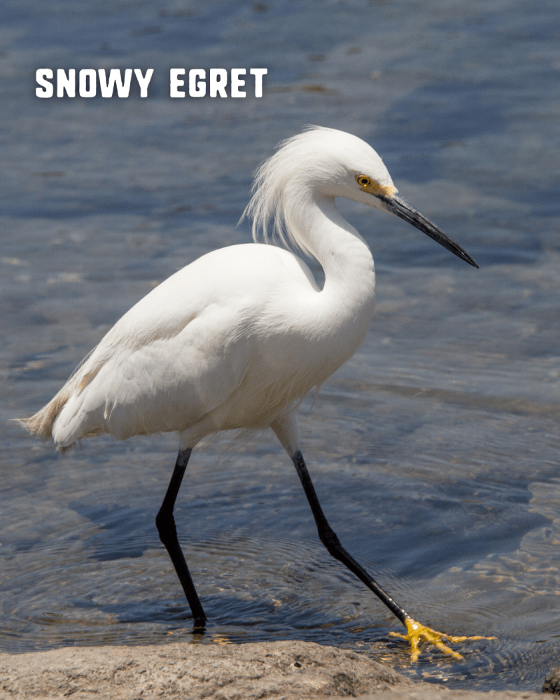 Snowy egret walking in shallow water with text overlay.