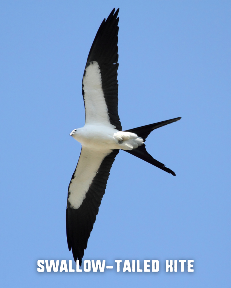 Swallow-tailed kite soaring in clear blue sky with text overlay.