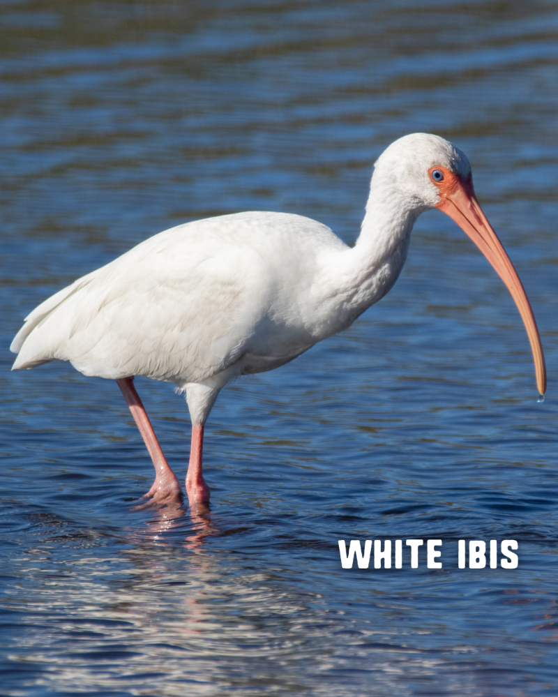 White ibis standing in water with 'White Ibis' text.